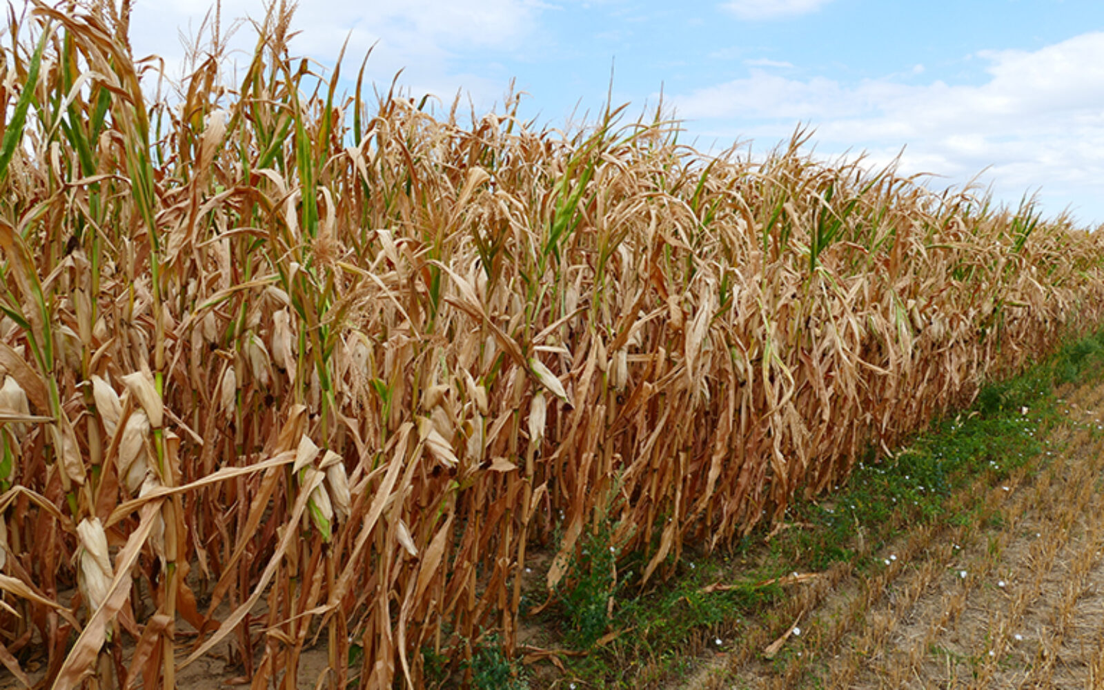 Proglašena elementarna nepogoda: “Suša uzrokovala velike štete u poljoprivrednoj proizvodnji”
